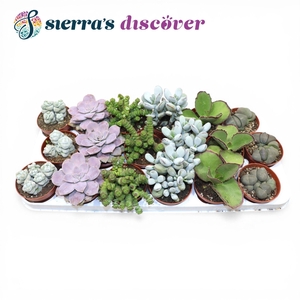 Discover® - Barcelona Succulents Mix (Exclusive)