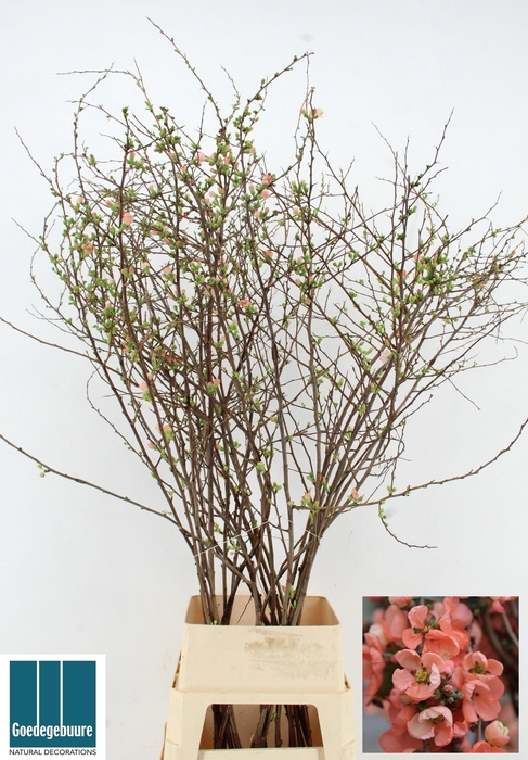 <h4>CHAENOMELES SUPERBA</h4>