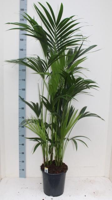 <h4>HOWEA FORSTERIANA</h4>