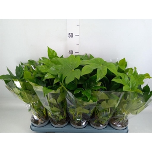 Fatsia japonica   ...