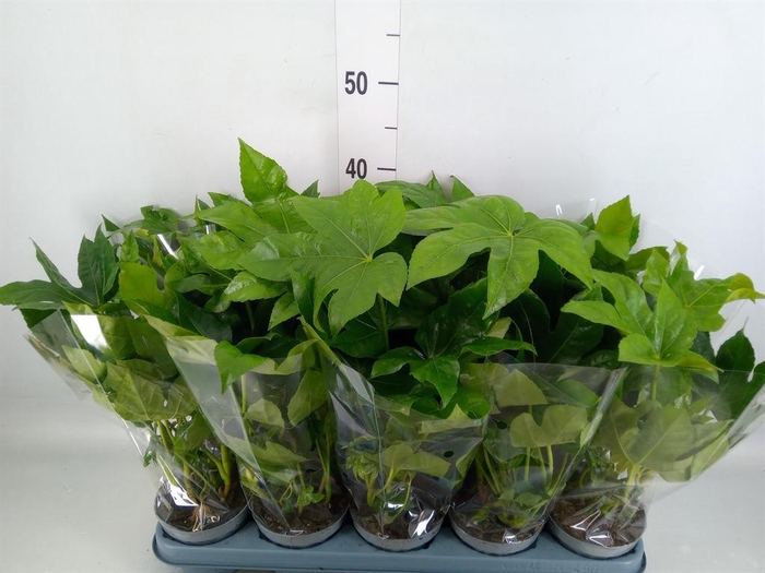 Fatsia japonica   ...