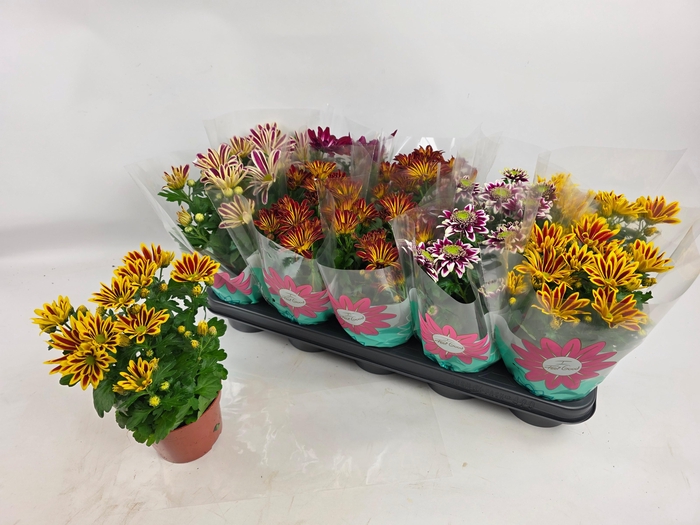 <h4>CHRYS GEM 5 KL</h4>