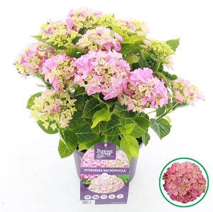 Hydrangea macrophylla overig