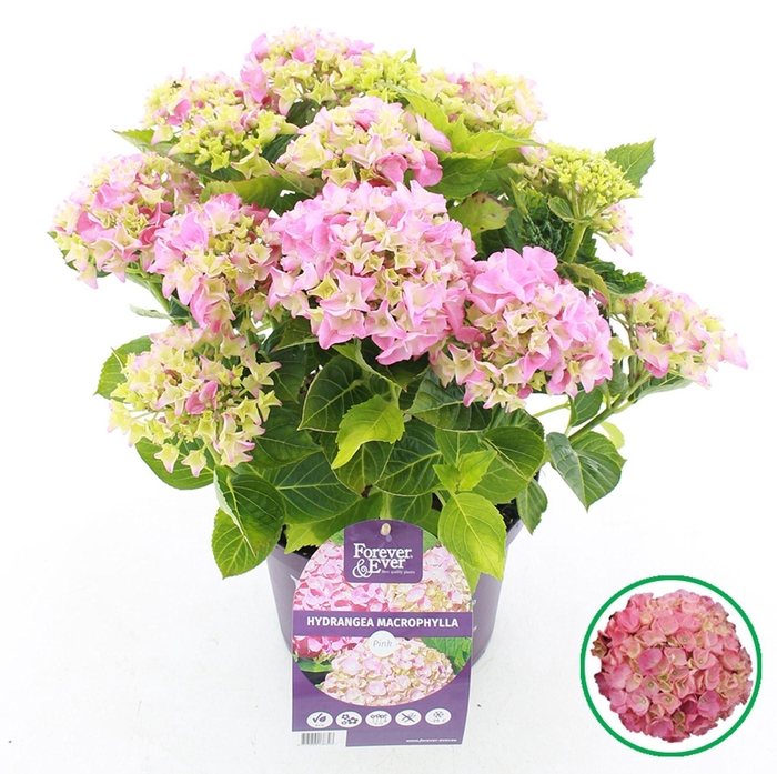 <h4>Hydrangea macrophylla overig</h4>