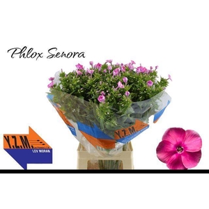 PHLOX P SENORA