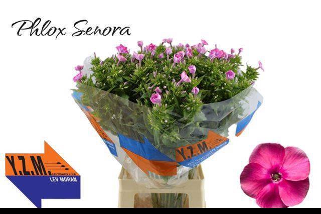 <h4>PHLOX P SENORA</h4>