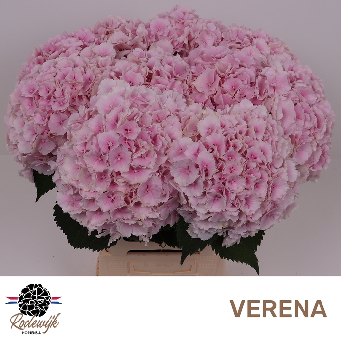 <h4>HYDR M CH VERENA</h4>