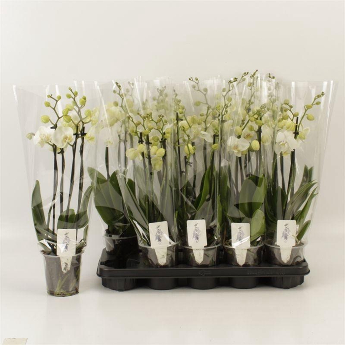 <h4>PHAL OV WIT</h4>