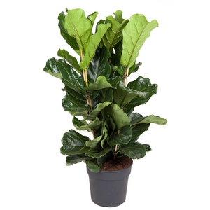 Ficus Lyrata 3pp