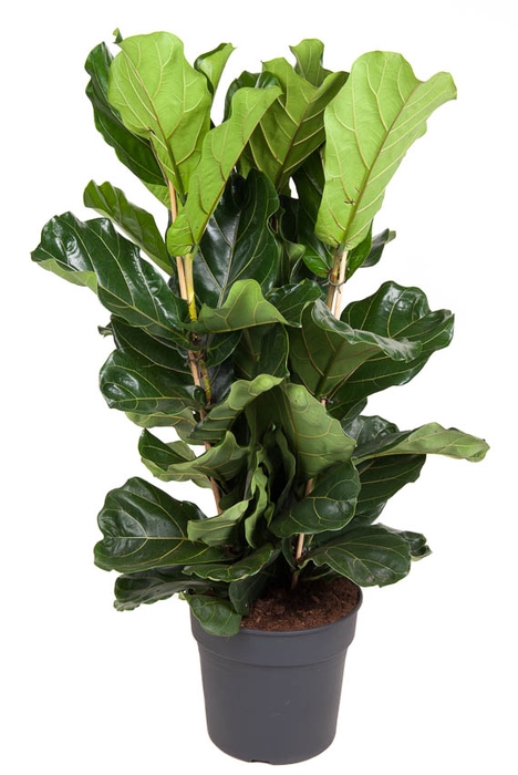 <h4>Ficus Lyrata 3pp</h4>