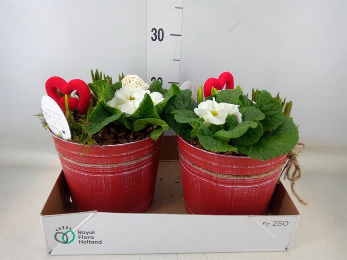 <h4>Arr.   Bol/Knolgewas L%</h4>