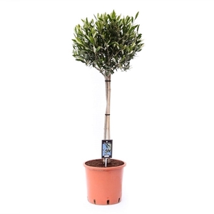 olea sur tige