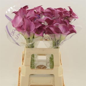 Calla Fantasia | Heavy Quality