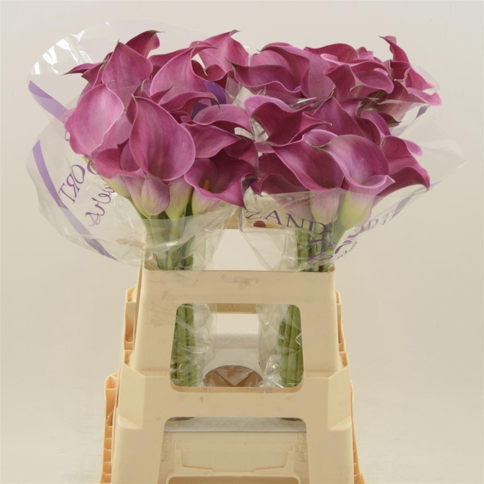 <h4>Calla Fantasia | Heavy Quality</h4>