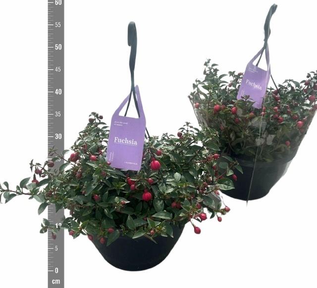 <h4>FUCHSIA B F MARIA</h4>