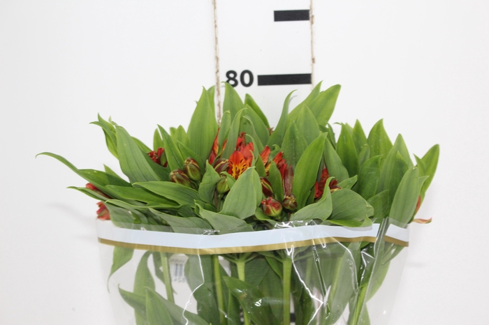 <h4>ALSTROEMERIA CANYON 080 CM</h4>