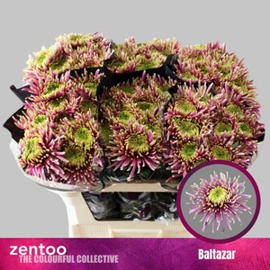 Chrys bl baltazar