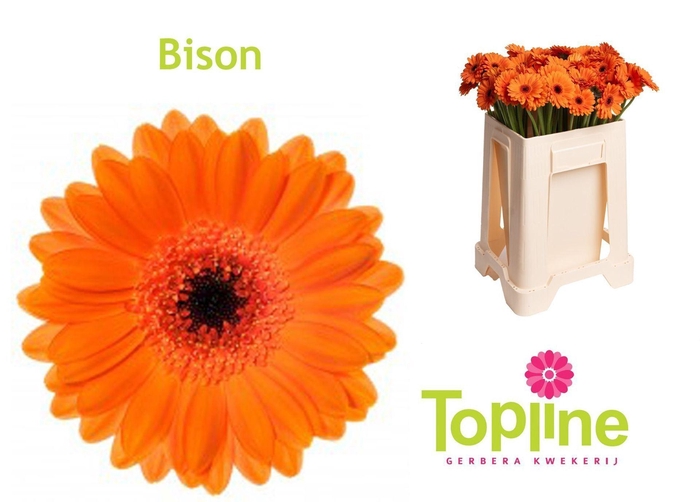 <h4>GERMINI BISON GE MI BISON</h4>