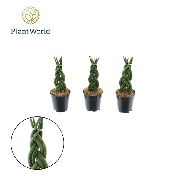 <h4>Sansevieria cylindrica 'Twist' P6</h4>