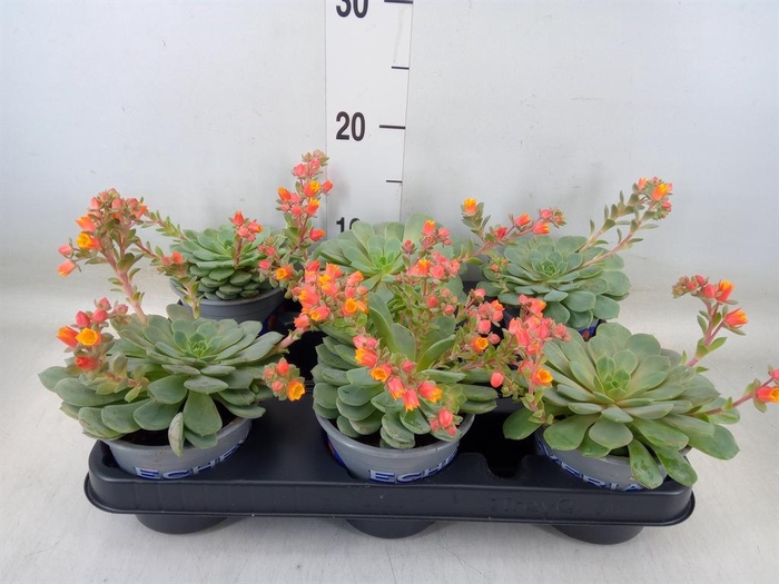 <h4>Echeveria  'Dondo'</h4>