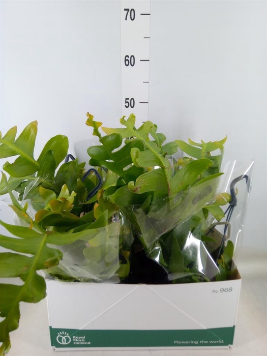 <h4>Epiphyllum   ...</h4>