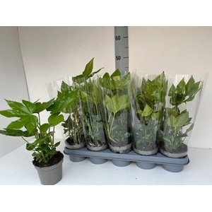 FATSIA OV