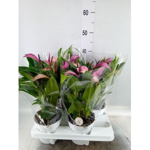 Anthurium  'Zizou'