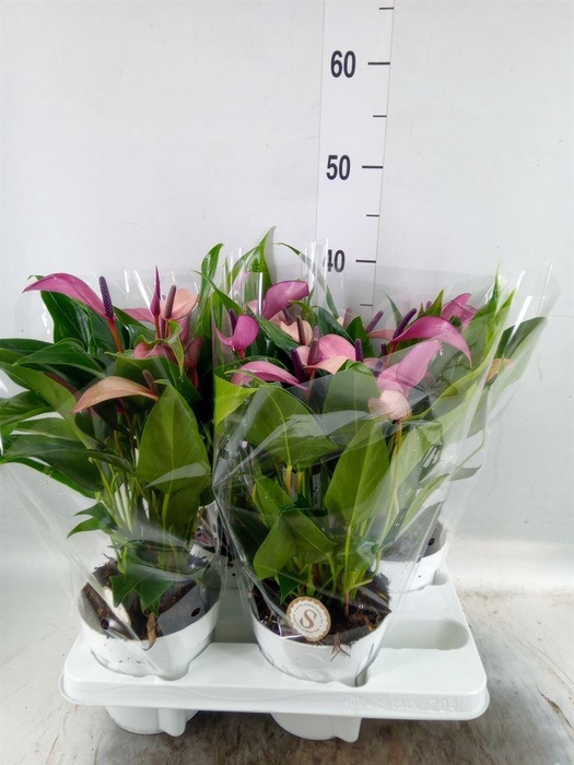 <h4>Anthurium  'Zizou'</h4>