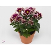 Chrysant Special Ciao