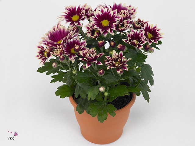 Chrysant Special Ciao