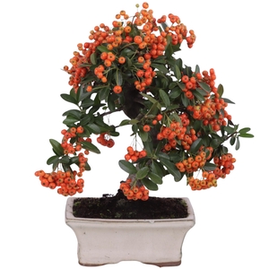 Bonsai Outdoor Deluxe Pyracantha coccinea ø15cm