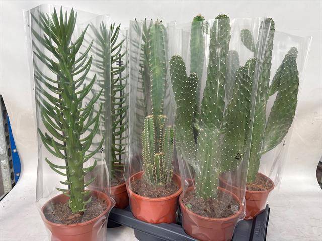 <h4>CACTUS GEM</h4>