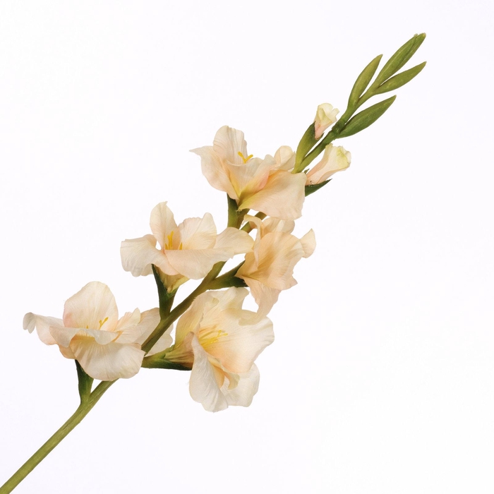 <h4>Gladiolus Spray Peach FL440353PEA</h4>