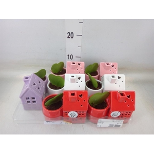 Arr.   Kamerplant Groen L%