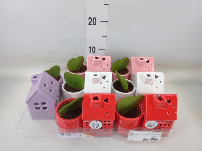 <h4>Arr.   Kamerplant Groen L%</h4>