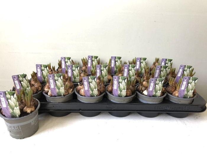 <h4>Muscari White Magic</h4>