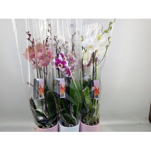 Phalaenopsis   ...mix