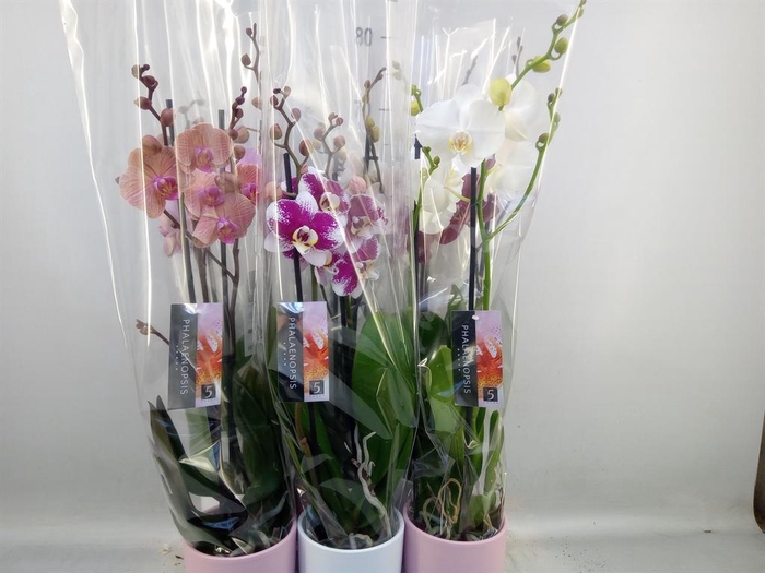 <h4>Phalaenopsis   ...mix</h4>