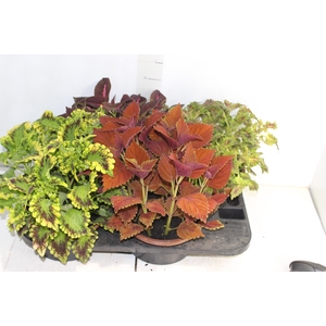 COLEUS C21