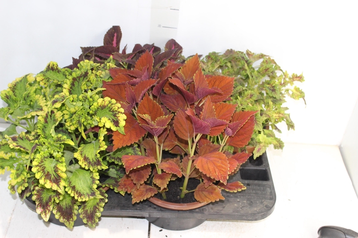 <h4>COLEUS C21</h4>