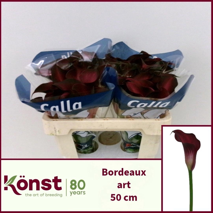 <h4>ZANT BORDEAUX ART</h4>