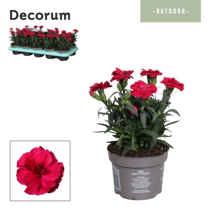 <h4>Dianthus - 10,5 cm - Oscar Cherry - Decorum</h4>