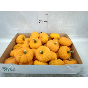 Cucurbita