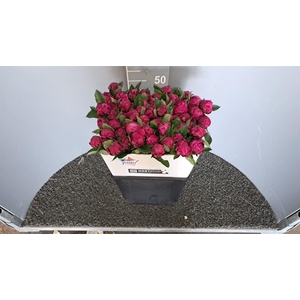 Paeo L Red Sarah Ber Rosso