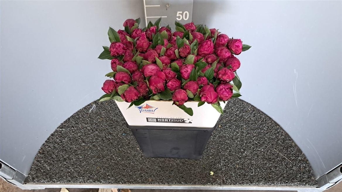 <h4>Paeo L Red Sarah Ber Rosso</h4>