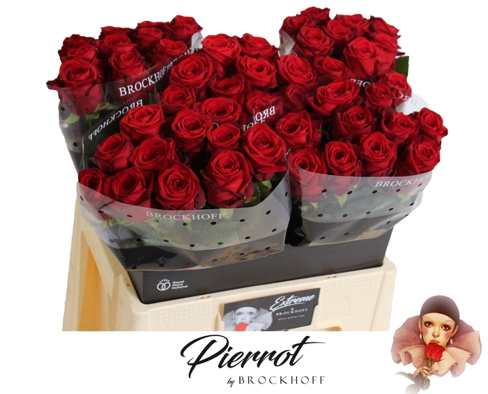 <h4>R GR RED NAOMI!</h4>