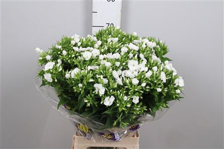 <h4>Phlox P Whitecap</h4>