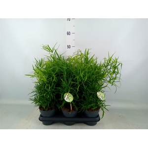 Asparagus falcatus
