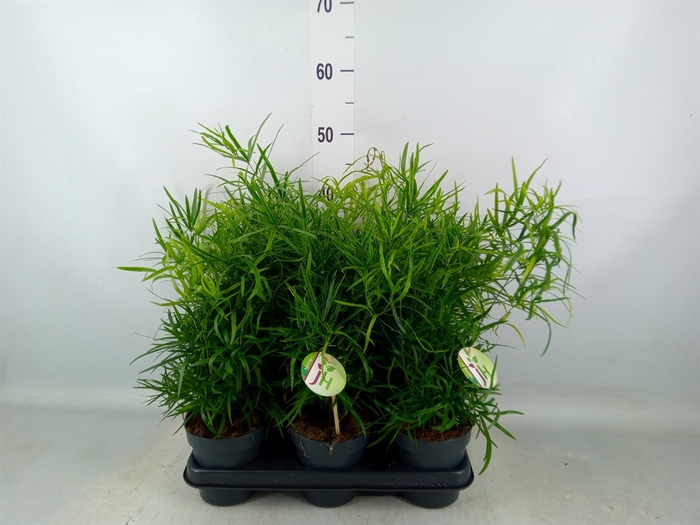 <h4>Asparagus falcatus</h4>