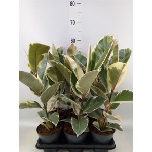 Ficus elastica 'Tineke'